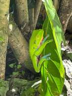 Image of blue-sided leaf frog