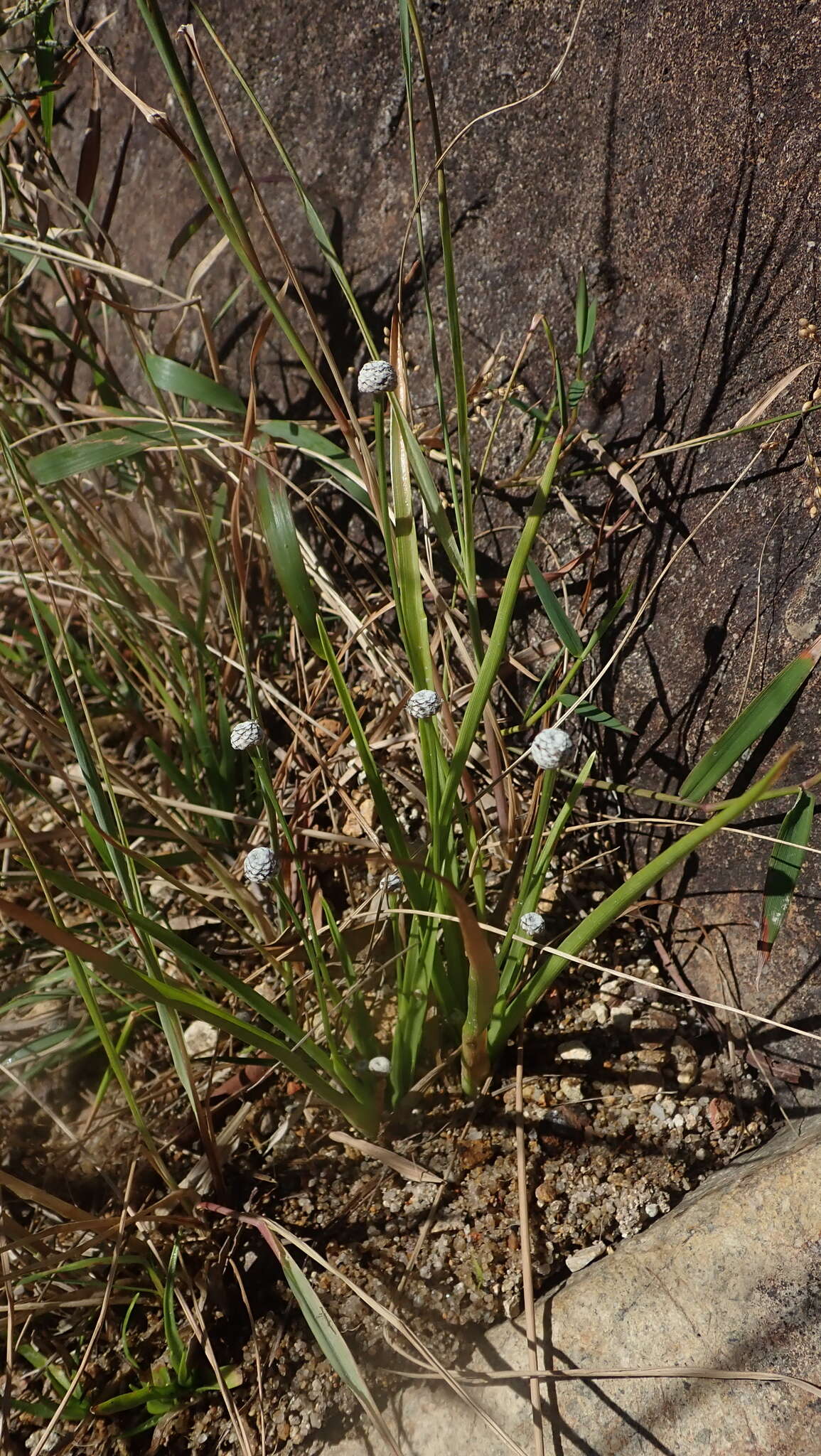 Image of sixangle pipewort