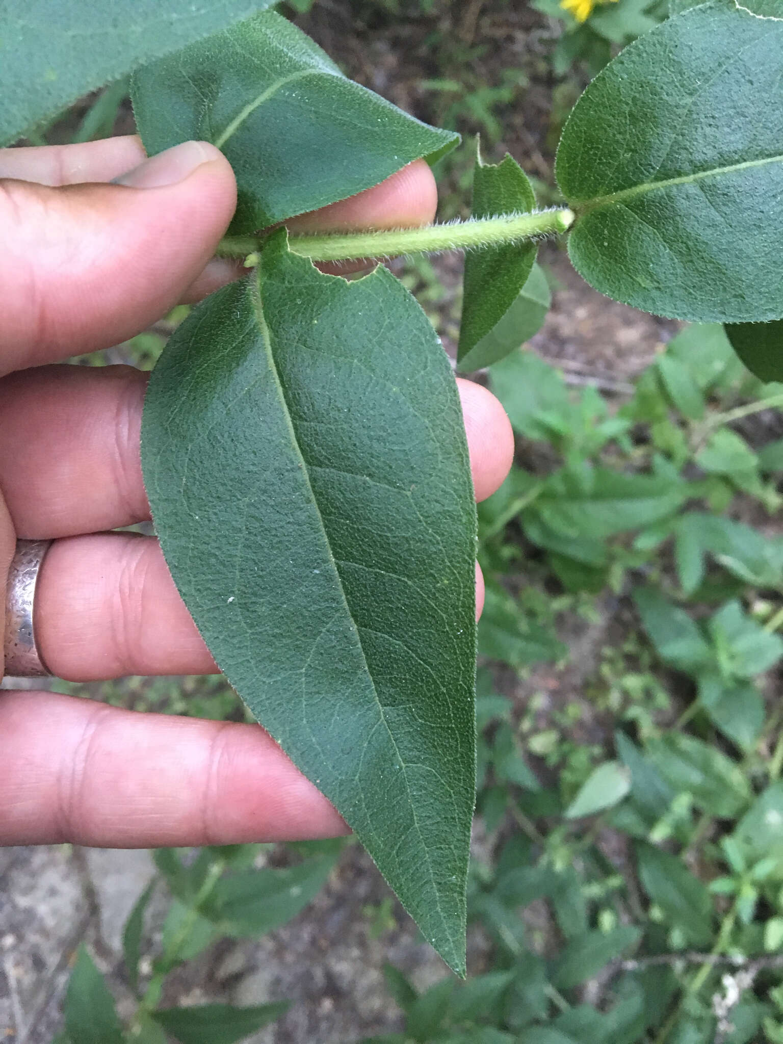 Image of starry rosinweed