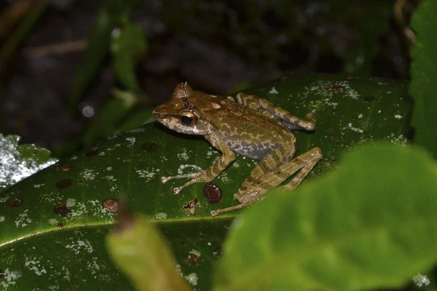 Image of Horned Madagascar Frog