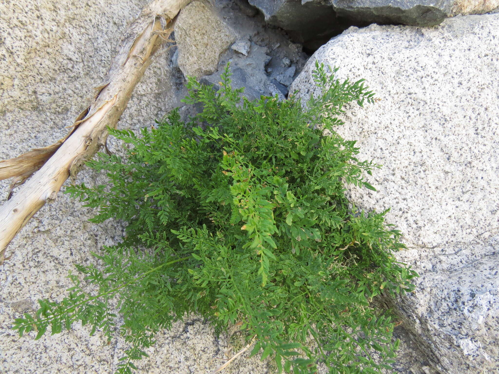 Image of Cryptogramma fumariifolia (Phil. ex Bak.) Christ