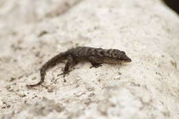 Image of Gilbert's Leaf-toed Gecko