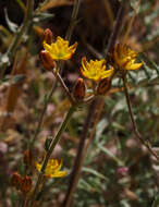 Image of Haplophyllum poorei C. C. Townsend