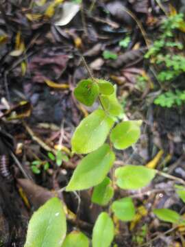 Image de Hemionitis rufa (L.) Sw.