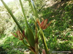 Image of Coconut orchid