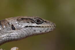 Image of Panamint Alligator Lizard
