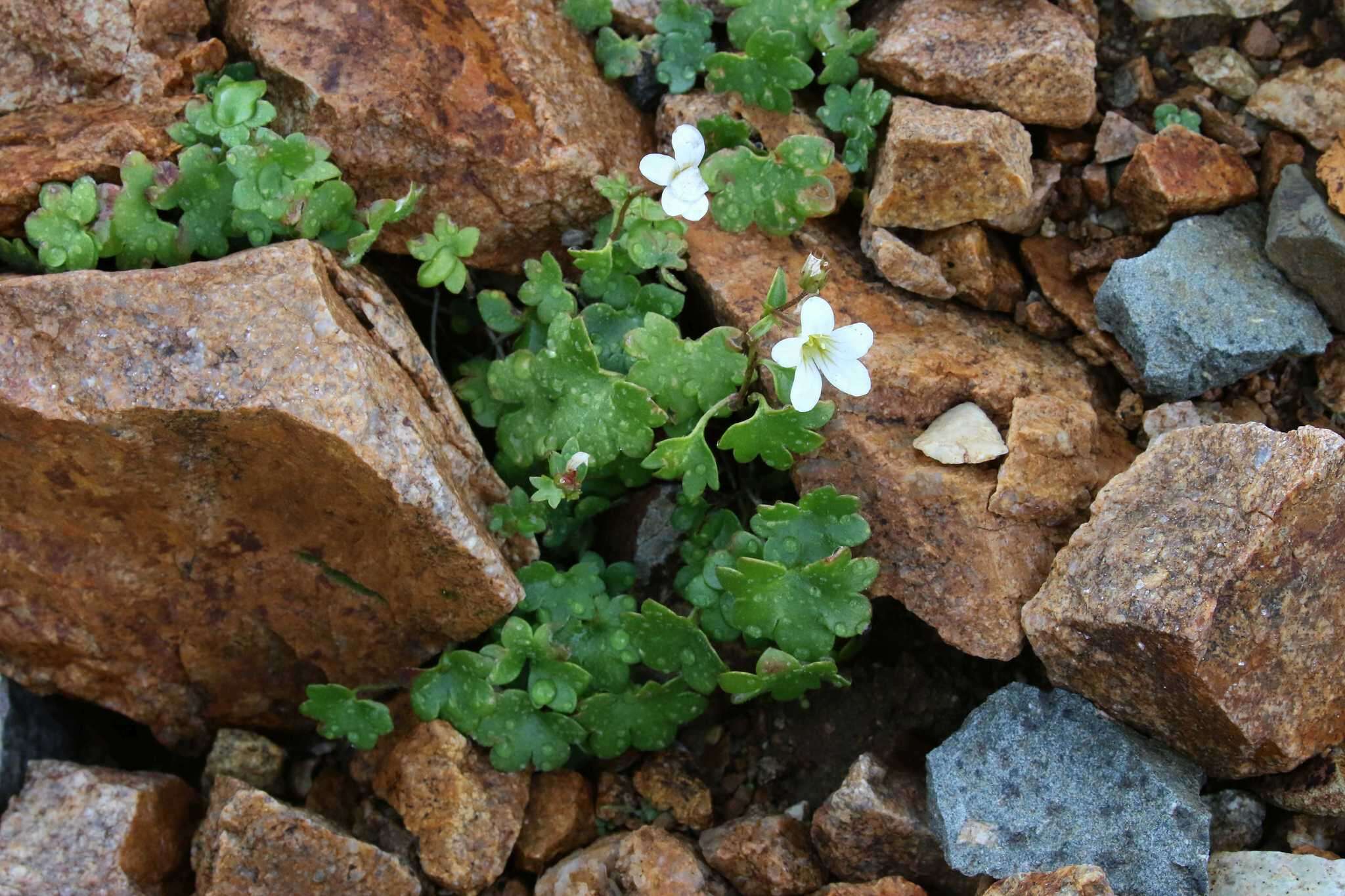 Imagem de Saxifraga sibirica L.