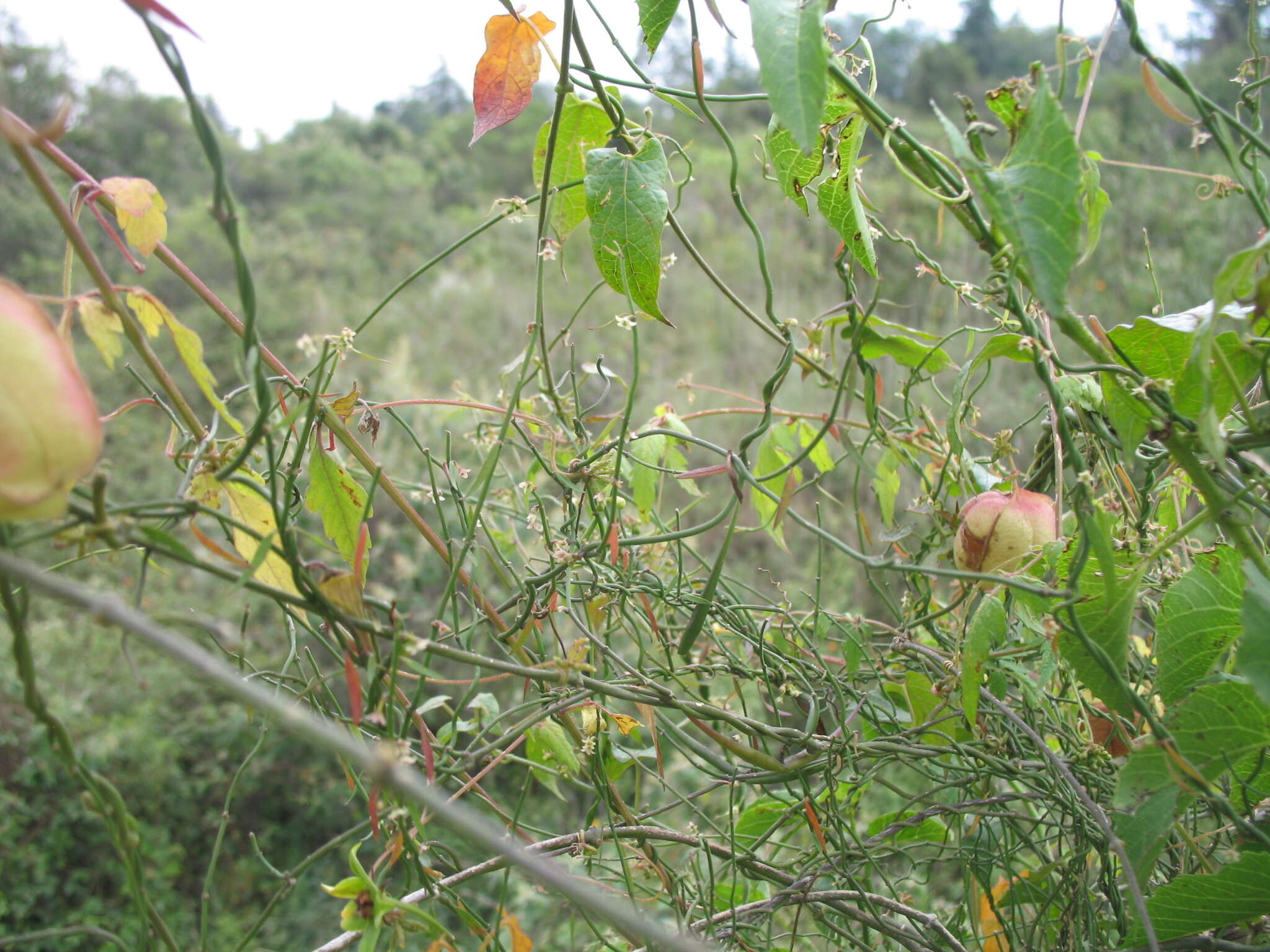 Image of Wiggins' swallow-wort