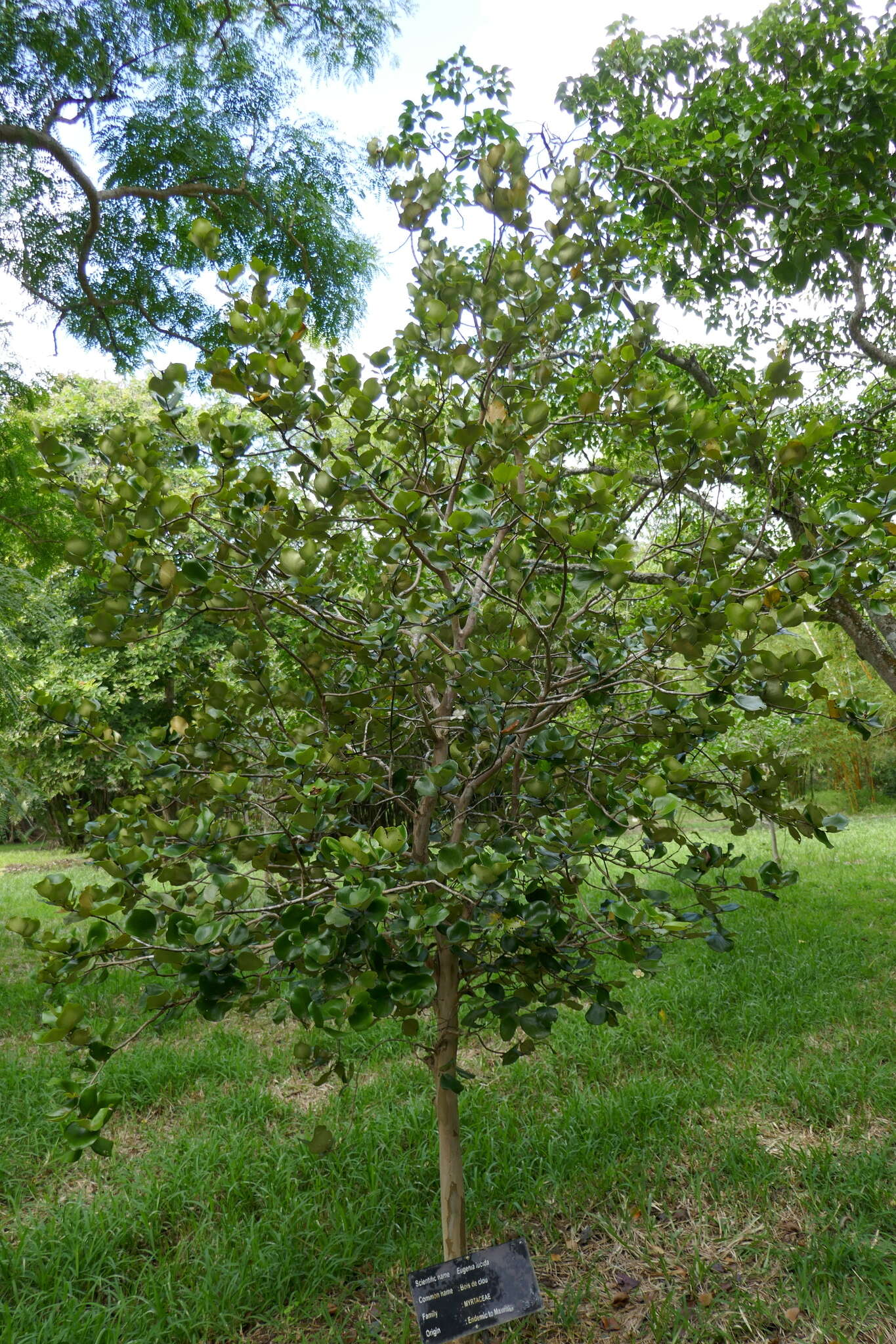 Image of Eugenia lucida Lam.