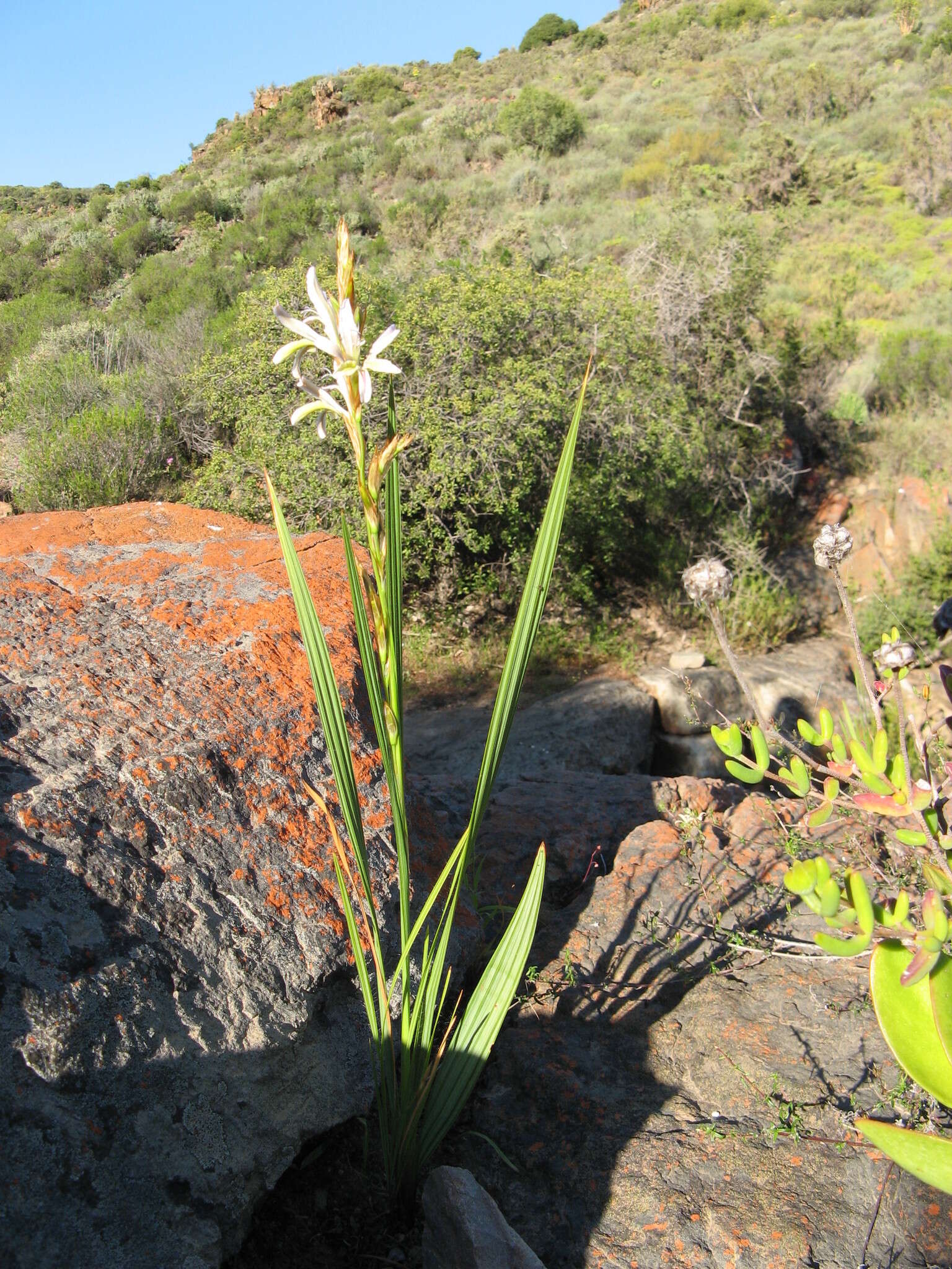 Image de Babiana scariosa G. J. Lewis