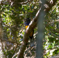 Image of Amazonian White-tailed Trogon