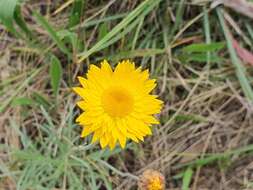 Image of Leucochrysum albicans (A. Cunn.) P. G. Wilson