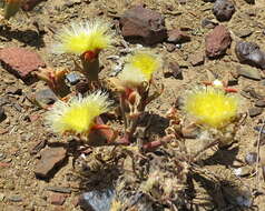 صورة Mesembryanthemum eurystigmatum Gerbaulet