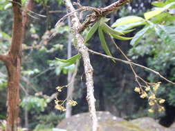 Image of Trizeuxis falcata Lindl.