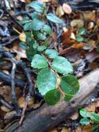 Imagem de Nothofagus betuloides (Mirb.) Oerst.