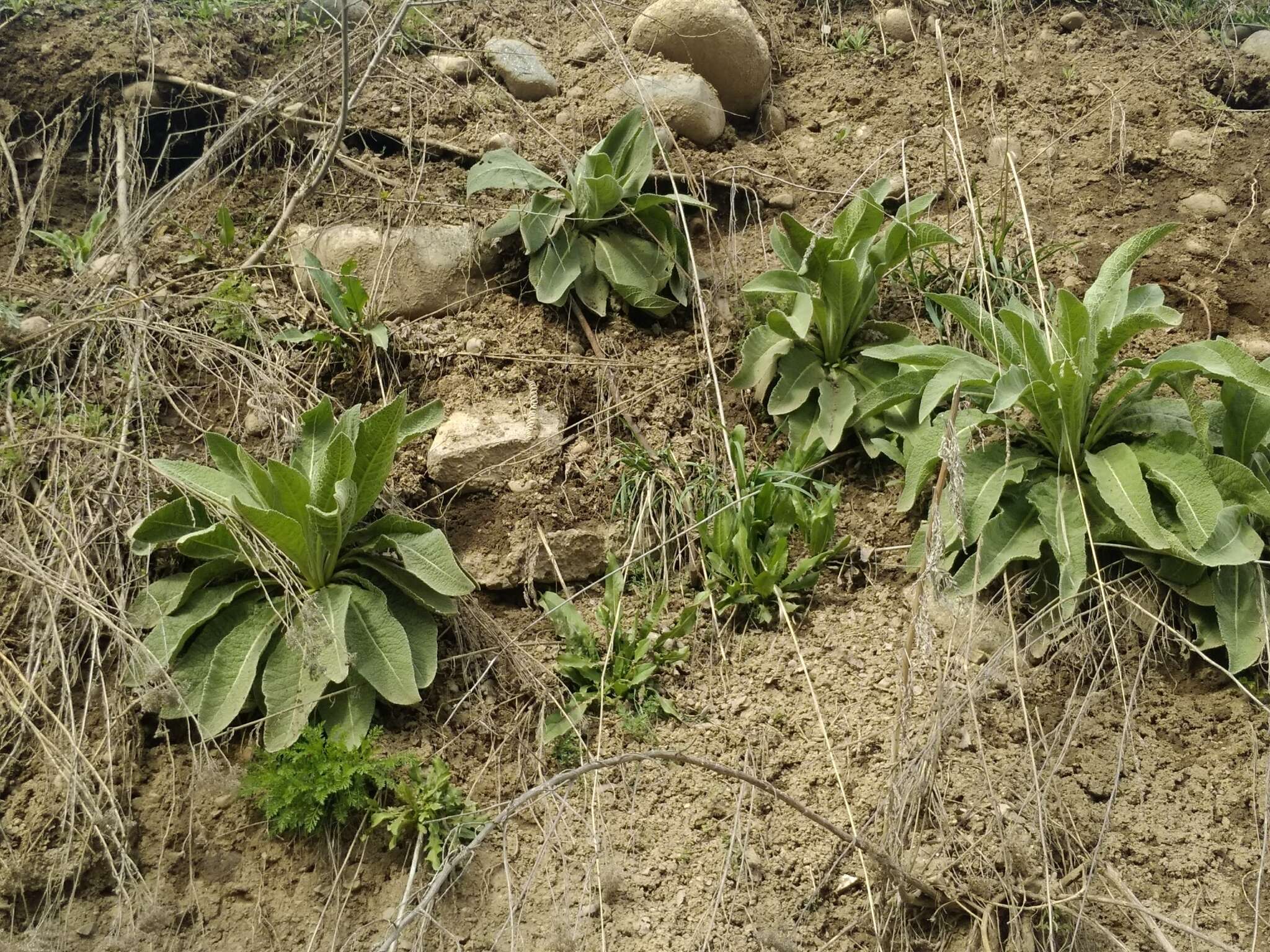 Image of Verbascum songaricum Schrenk