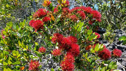 Image of northern rata