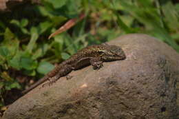 صورة Sceloporus grammicus Wiegmann 1828