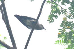 Image of Little Bronze Cuckoo