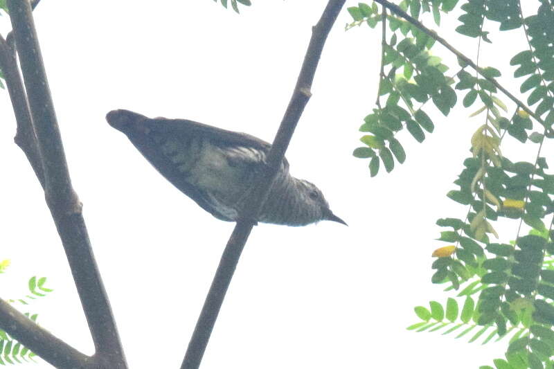 Image of Little Bronze Cuckoo