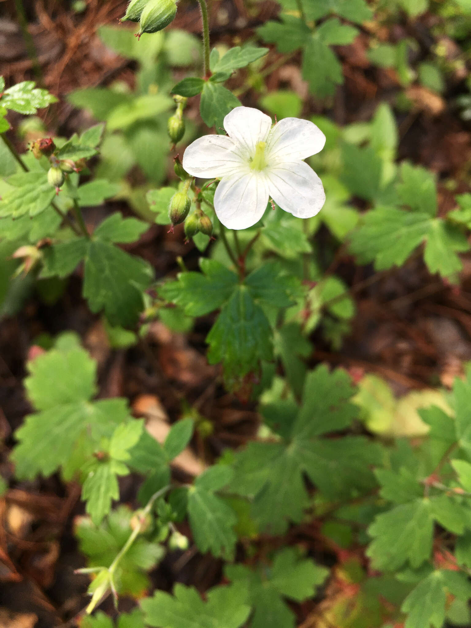 Image of Huachuca Mountain geranium