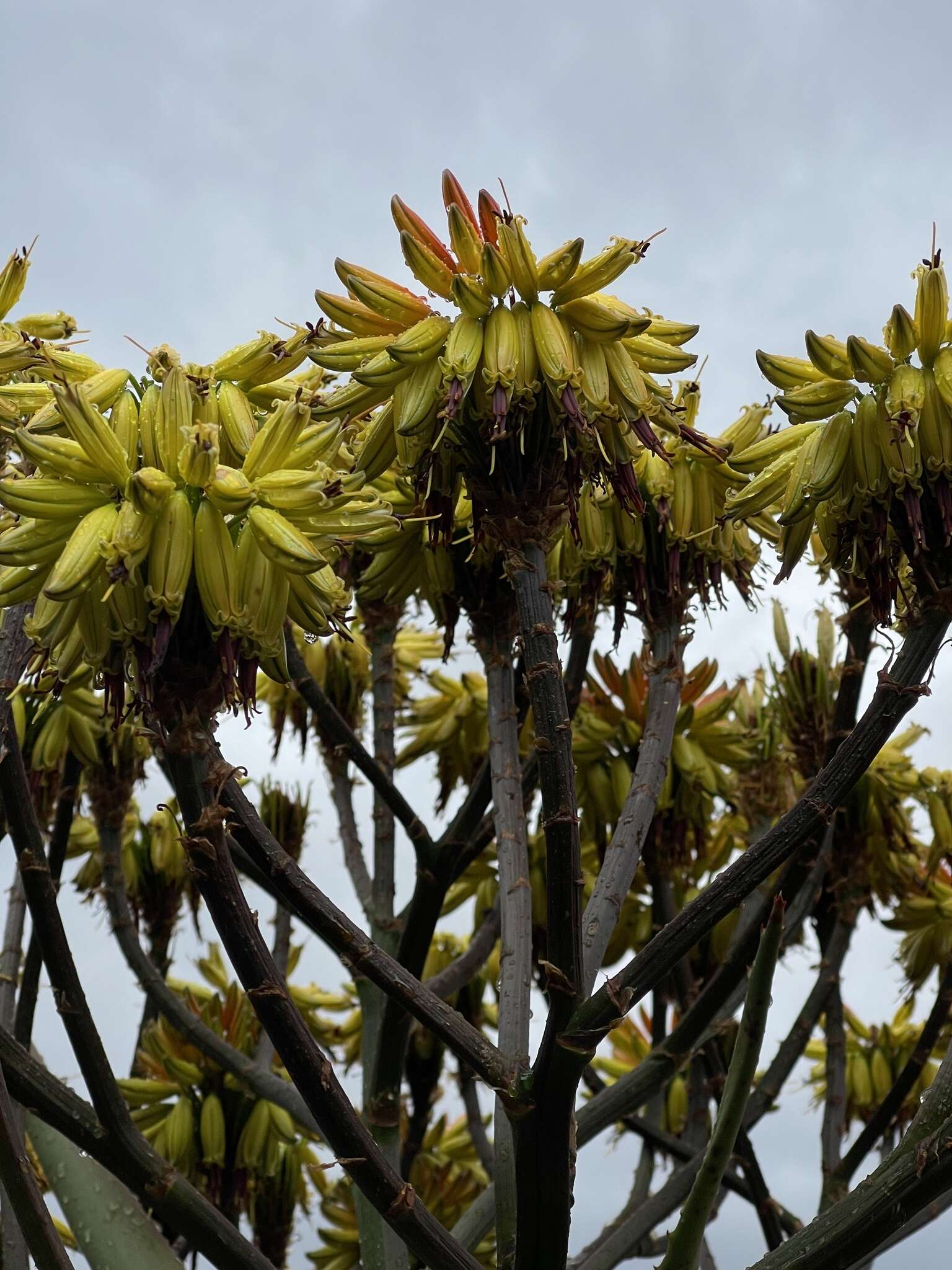 Aloe angelica Pole-Evans resmi