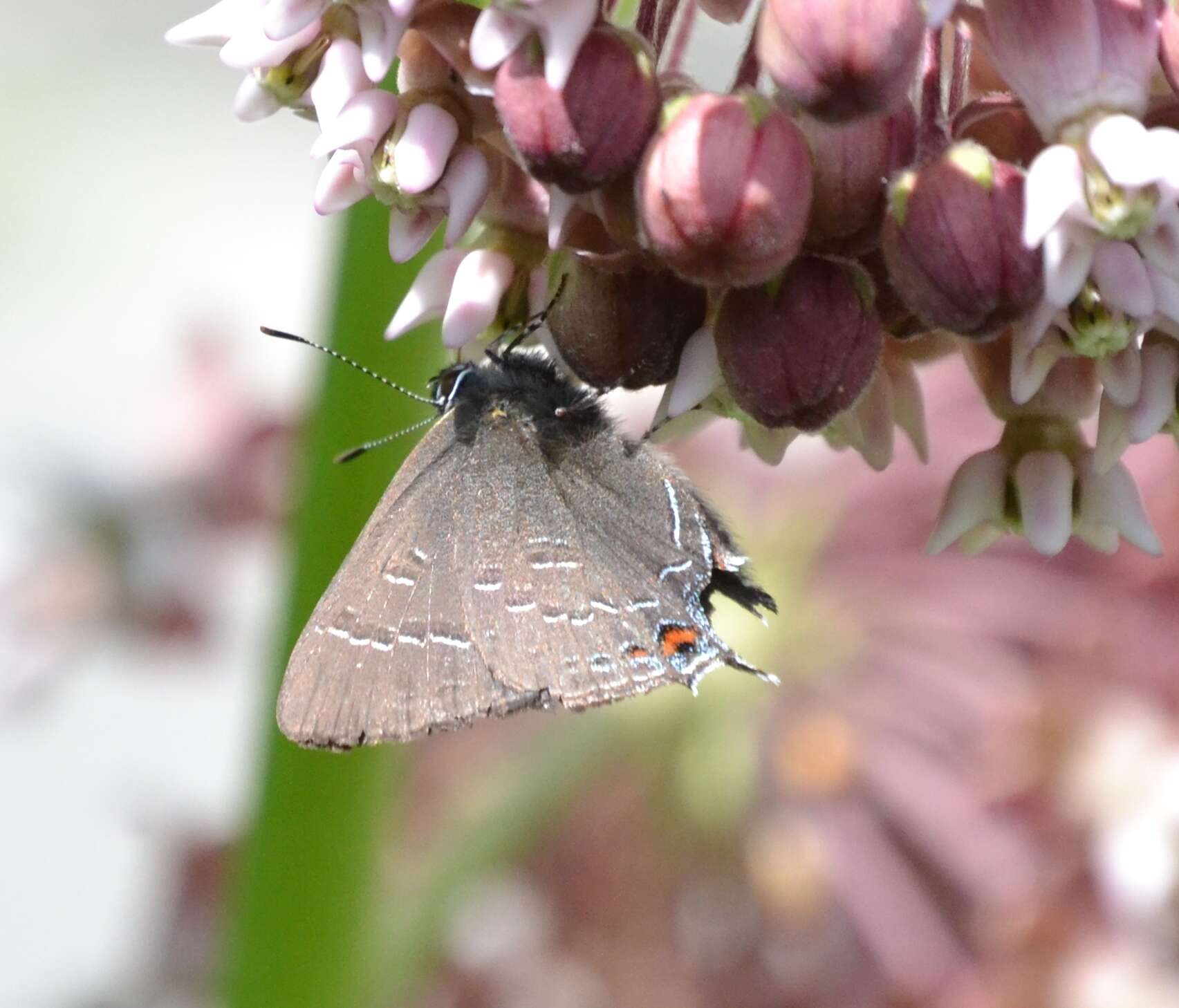 Image of Banded Hairstreak