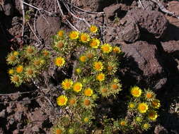 Image of Asteriscus graveolens subsp. stenophyllus (Link) W. Greuter