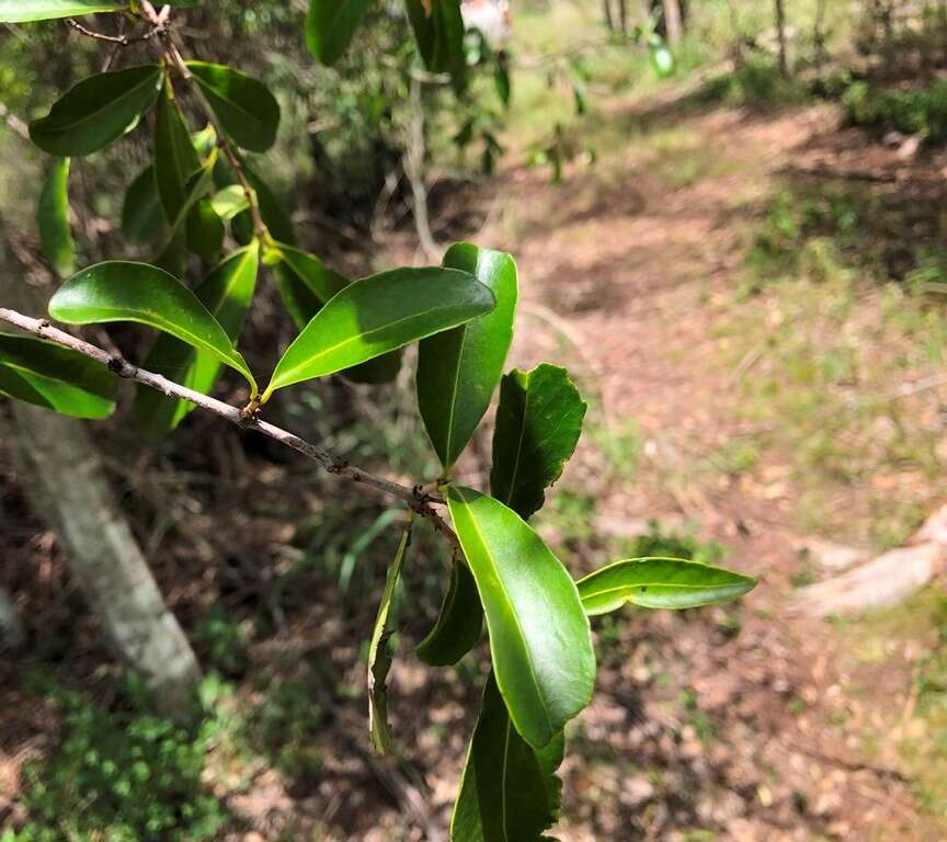 Image of Elaeodendron australe Vent.