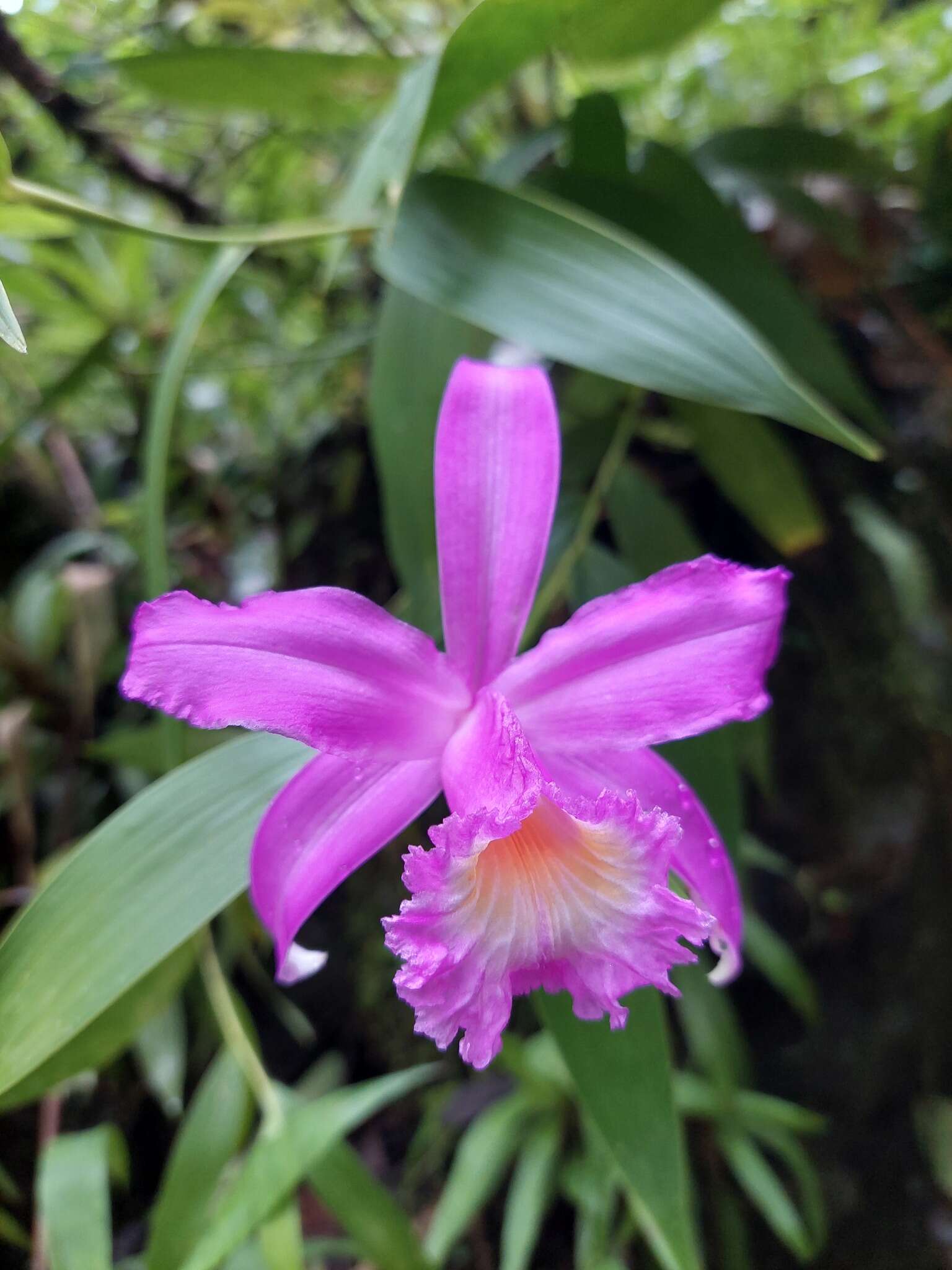 Image of Sobralia violacea Linden ex Lindl.