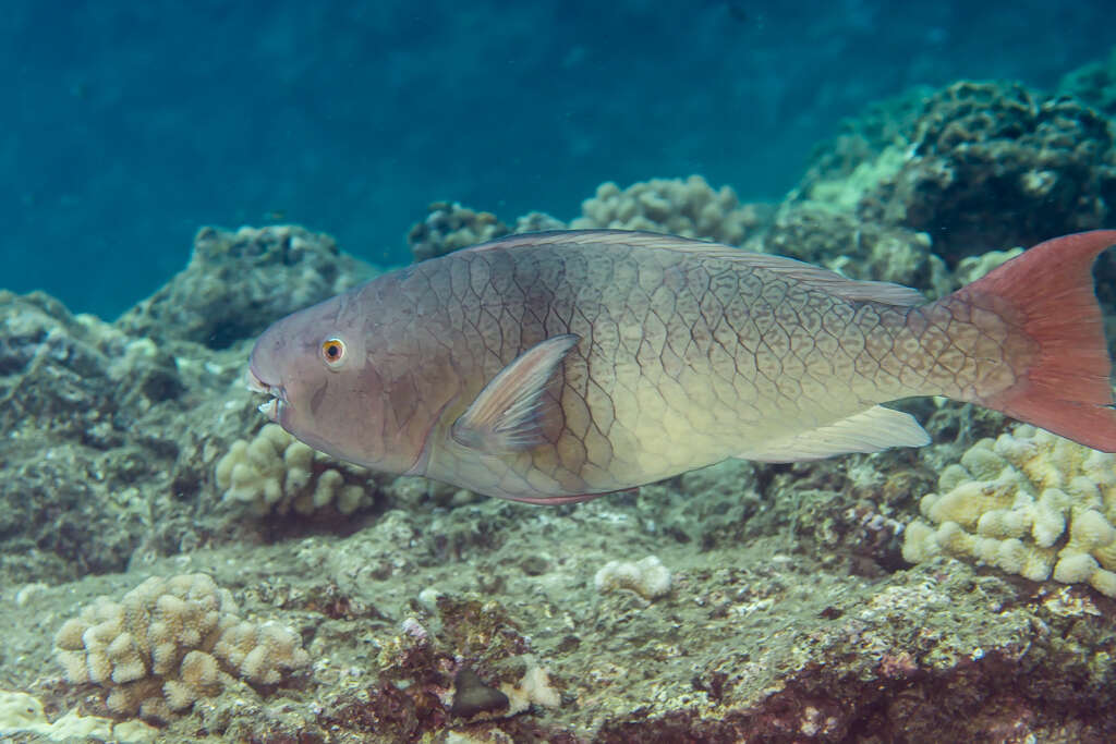 Image of Bicolor Parrotfish