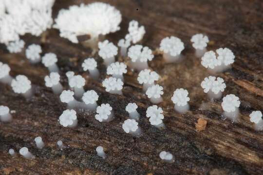 Image of Ceratiomyxa sphaerosperma Boedijn 1927