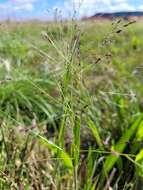 Image of Hairy Panic Grass