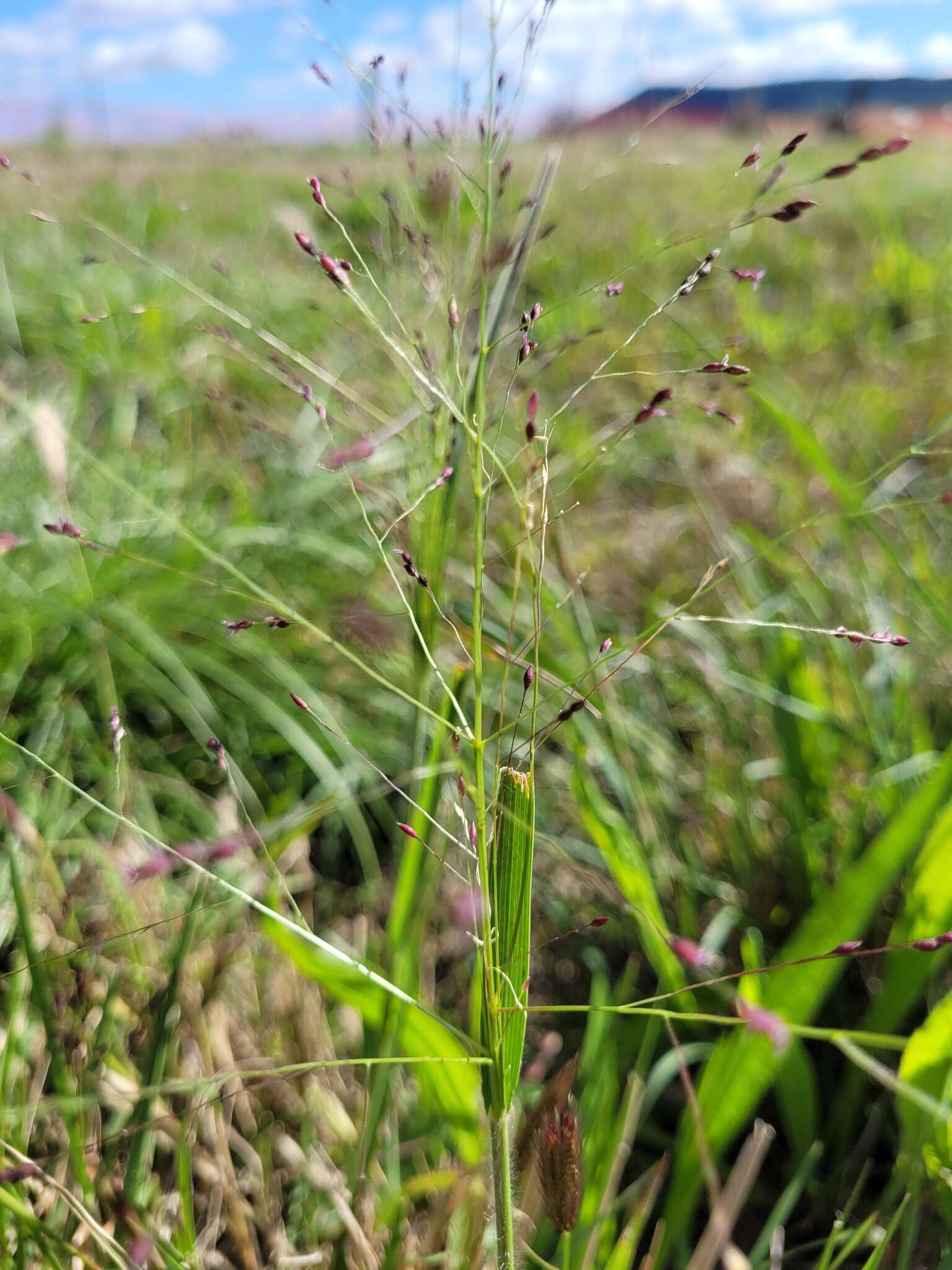 Image of Hairy Panic Grass