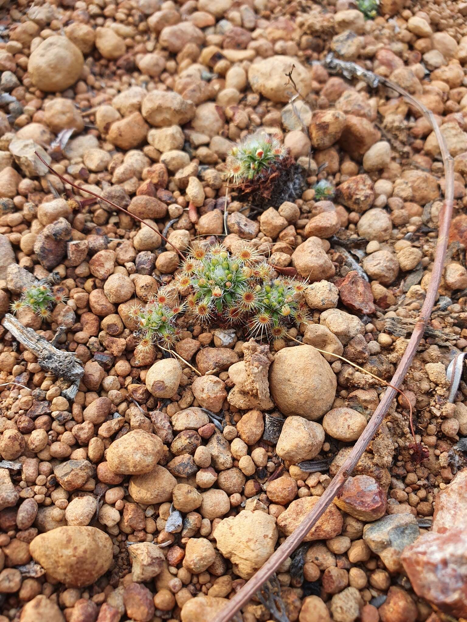 Image of Drosera hyperostigma N. Marchant & Lowrie