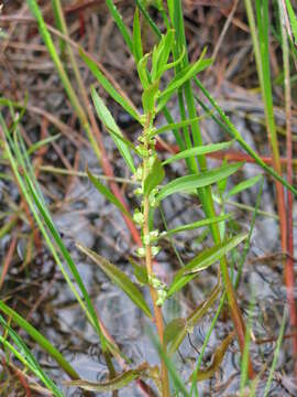 Image of marsh mermaidweed