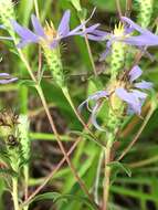 Image of slender aster