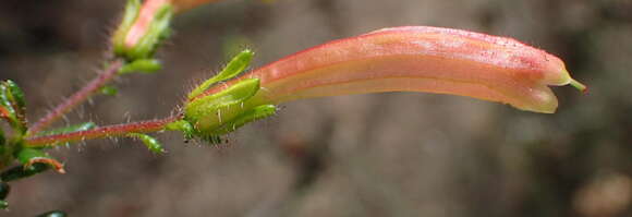 Image of Erica glandulosa subsp. fourcadei (L. Bolus) E. G. H. Oliv. & I. M. Oliv.