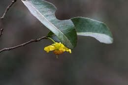 Image de Ochna arborea Burch. ex DC.