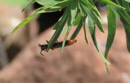 Image of Leafy Spurge Stem Boring Beetle