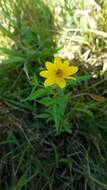 Image of Bidens polylepis S. F. Blake