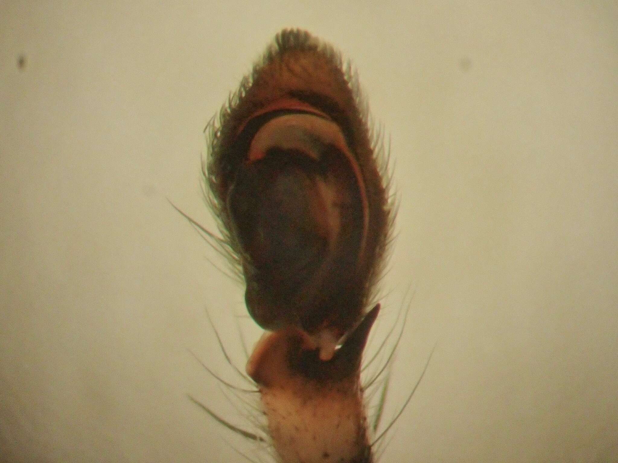 Image of Philodromus buxi Simon 1884