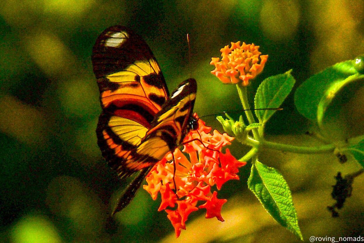 Image of Heliconius ethilla Latreille & Godart 1819