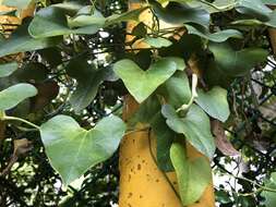 Plancia ëd Aristolochia zollingeriana Miq.