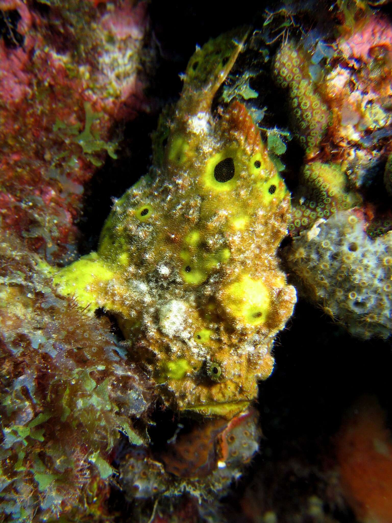 Image of Flagpole Frogfish