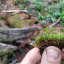 Image of fragile leaf dicranum moss