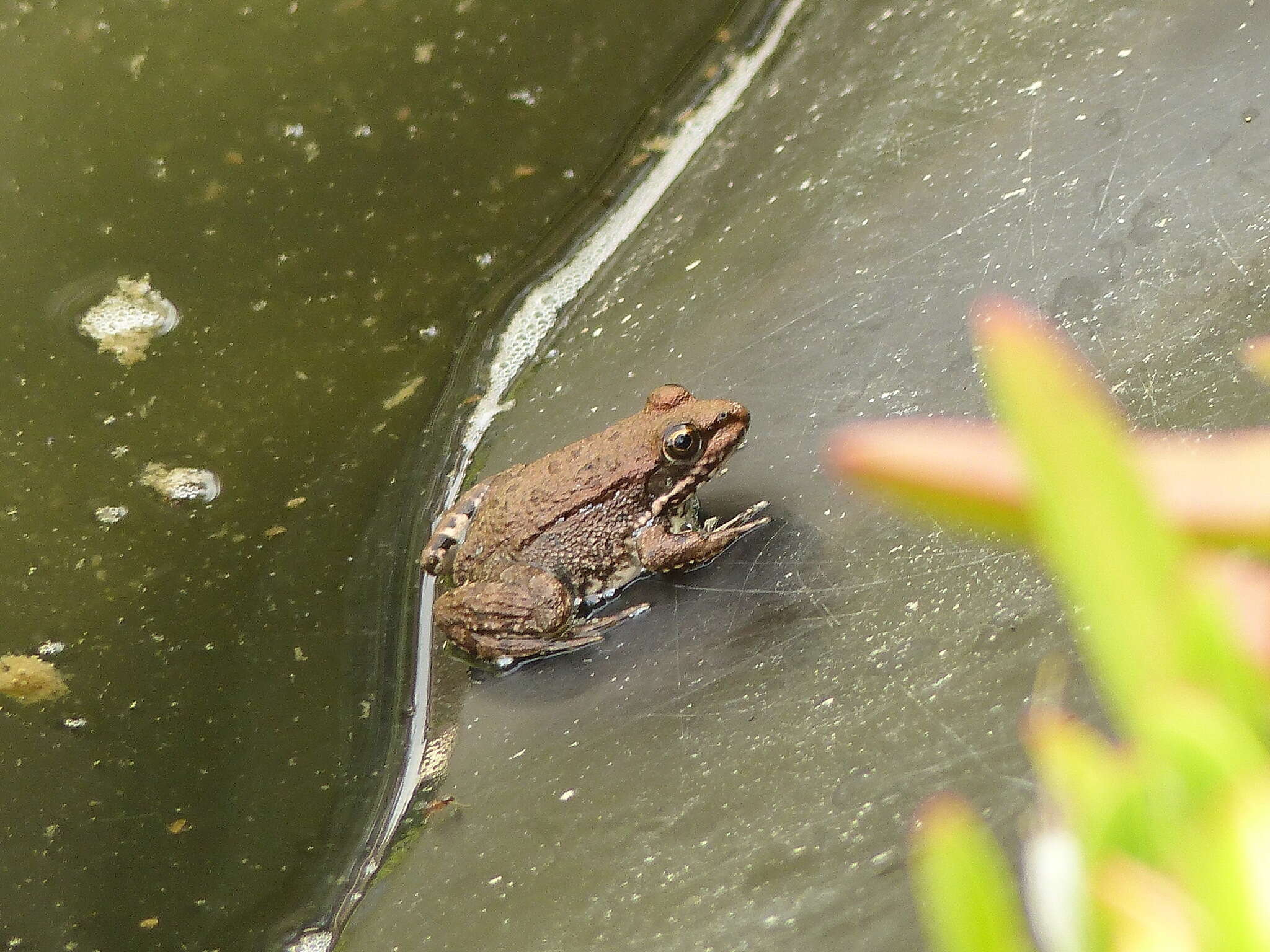 Plancia ëd Pelophylax saharicus (Boulenger ex Hartert 1913)