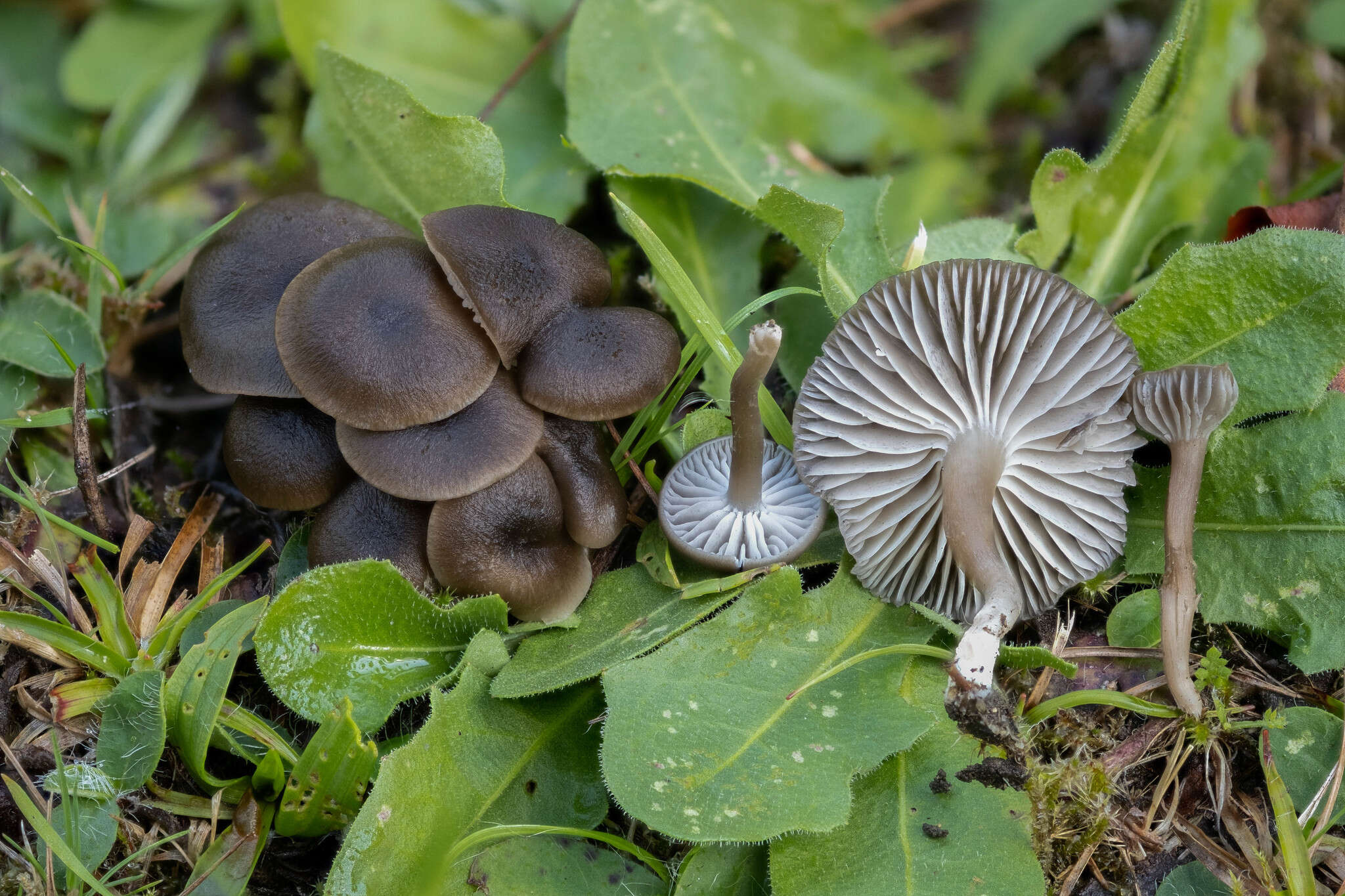 Image of Lamelloclavaria petersenii Adamčík & Birkebak 2016