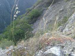 Image of Creeping Molasses Grass