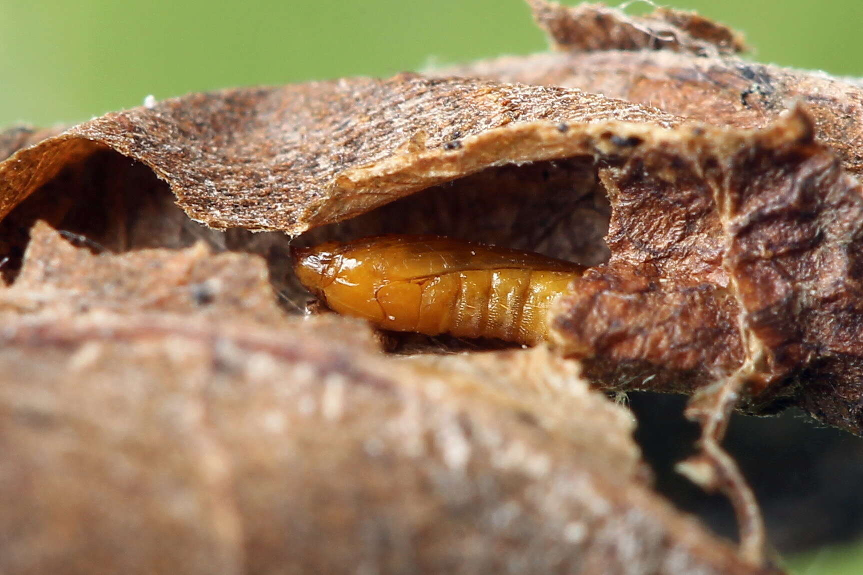 Plancia ëd Phyllonorycter klemannella (Fabricius 1781)